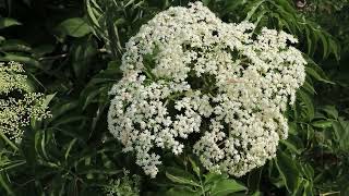 Detailed Growing Elderberries | Challenges and Practices Short Details