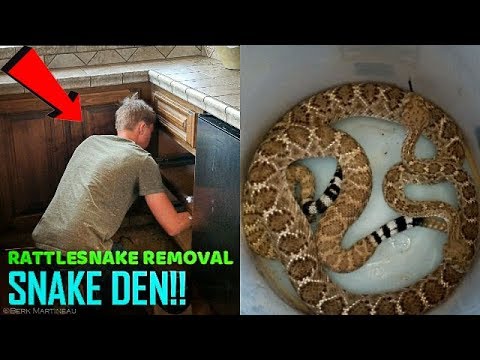 Removing RATTLESNAKES From Ladies House!