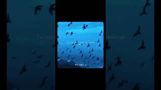 When Love Turns Into Hate  aestheic love foryou s ytshorts nafrat darshanraval