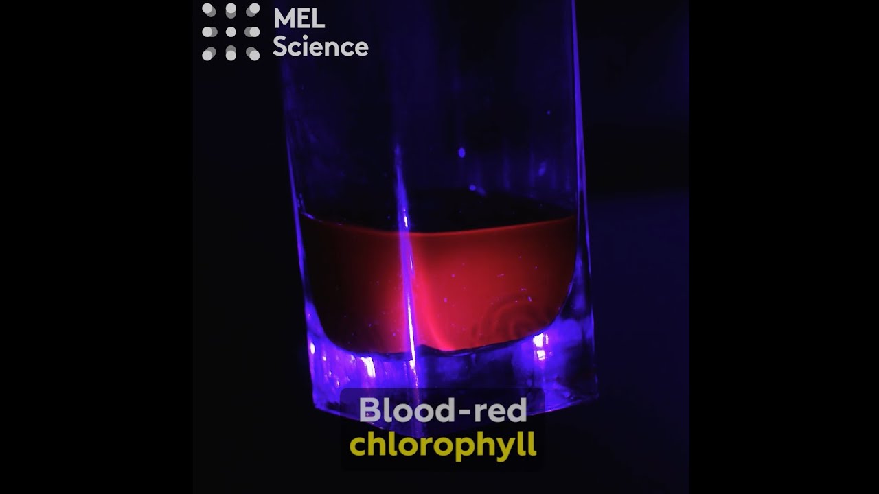 Bloodred chlorophyll YouTube