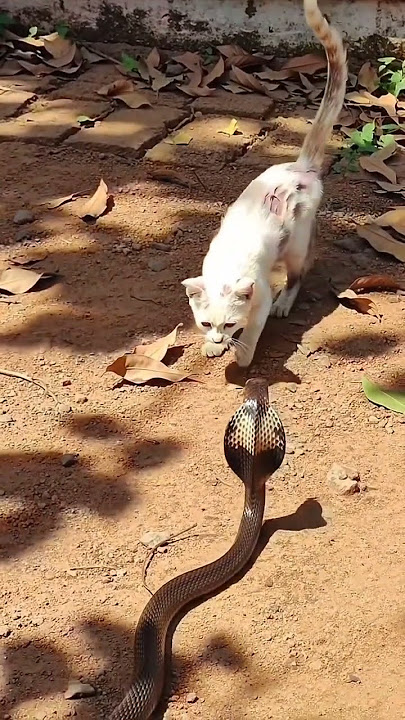 Penuh kehati-hatian dalam setiap langkahnya ‼️ #cat #funny #cute #animals #snake #kitten #ai #ular