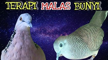 HEBOH‼️Tekukur Gacor Suara Sejuk VS Perkutut Lokal Suara Ngerol