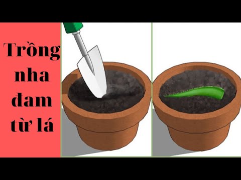 Video: 3 cách để trồng nha đam từ lá