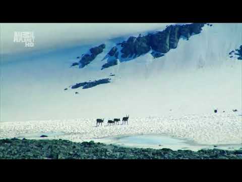 Суровая Арктика. Ледяная пустыня. Документальный фильм Animal Planet