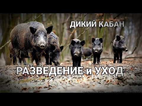 РАЗВЕДЕНИЕ ДИКОГО КАБАНА В ХОЗЯЙСТВЕ/УХОД,КОРМЛЕНИЕ/ ЧТО ВЫГОДНО СВИНЬИ ИЛИ ДИКИЕ КАБАНЫ/