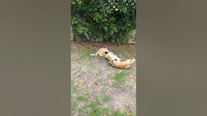 Puppies playing