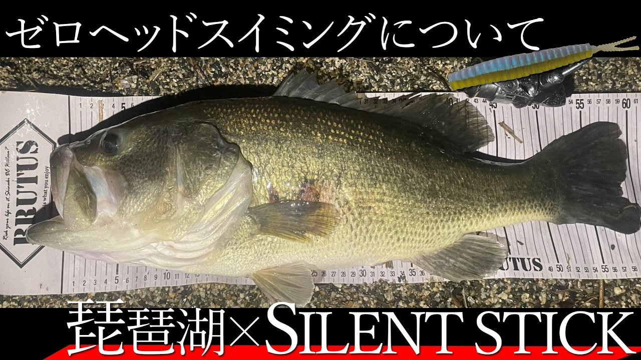 池　　、魚 60cm+ Fish Appears] About Zero Head Swimming, which is currently