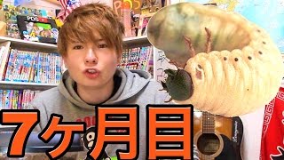 ヘラクレス幼虫7ヶ月目デカい!! 【閲覧注意】　PDS
