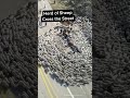 Why Did the Sheep Cross the Road?