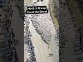 Why Did the Sheep Cross the Road?