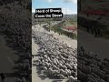 Why Did the Sheep Cross the Road?