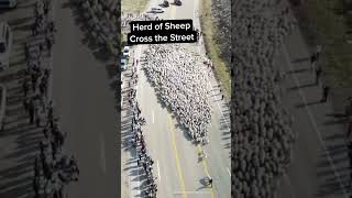 Why Did the Sheep Cross the Road?