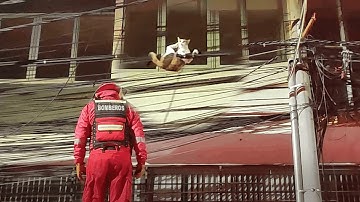 Firefighters Rescue Cat Trapped on Wire