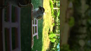 #chippingsparrow #sparrow #birds #wyze #chesapeake
