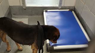 acs A419463