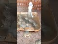 Funny family frog#funnyanimals #shorts