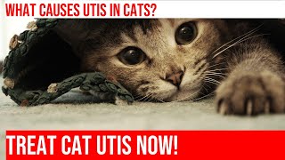 How to Identify & Treat Urinary Tract Infections in Cats by Kitty Cat's Corner 14 views 1 month ago 4 minutes, 6 seconds