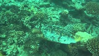 Hawk billed sea turtle
