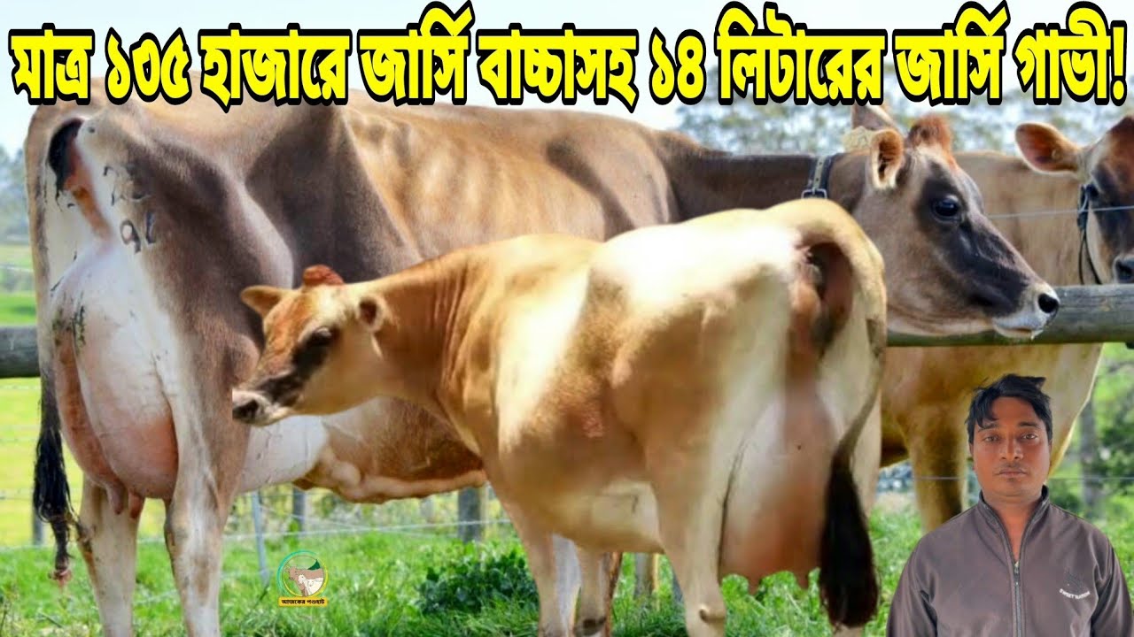 মাত্র ১৩৫ হাজারে বড় জার্সি বকনা বাচ্চাসহ ১৪ লিটার দুধের জার্সি গাভী! কেনাবেচা কম বিক্রি ও কম দামে |