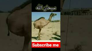 سبحان اللهhttps://m.youtube.com/results?sp=mAEA&search_query=https%3A%2F%2Fyoutu.be%2FeRITq7A