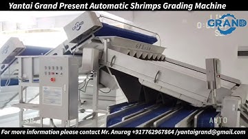 Yantai Grand Present Automatic Shrimps Grading Machine for more information please contact us