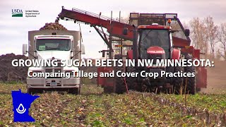 Growing Sugar Beets in NW Minnesota: Comparing Tillage and Cover Crop Practices