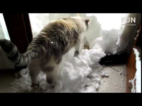 cute-funny-cats-love-playing-in-the-snow