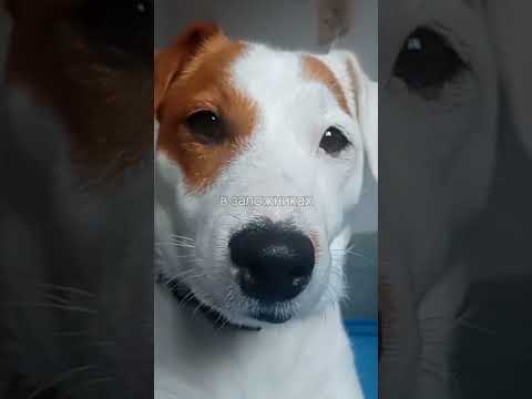 у моей собаки депрессия...
