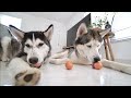 My Husky Puppy and Dad Try The Hilarious Egg Challenge..