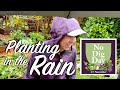 Intro to no dig gardening  cover crops in the rain and protecting them from rodents