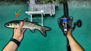 Casting GIANT Live Bait In Search of The Biggest Snook...