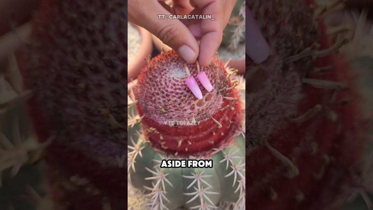 Chili Cactus Mystery
