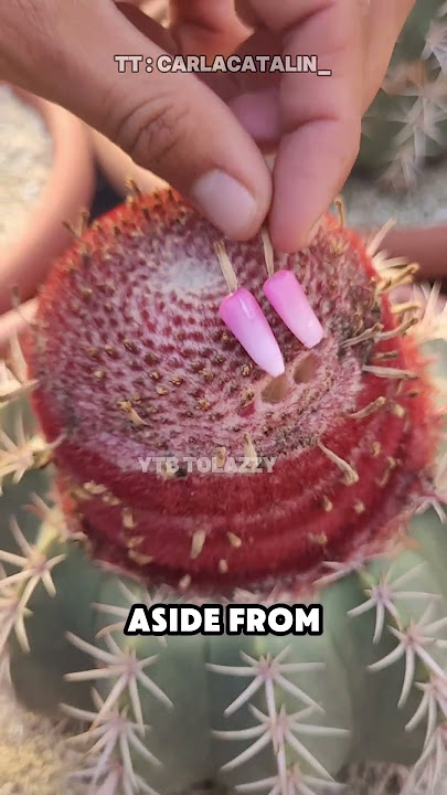 Chili Cactus Mystery