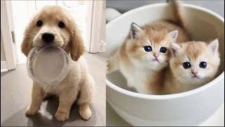 Best  Dogs Videos Compilation 2020 | cute dogs | cat videos youtube funny