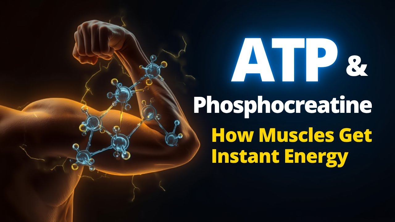 АТФ и фосфокреатин | Энергетическая ценность клетки | Лекция по медицинской физиологии