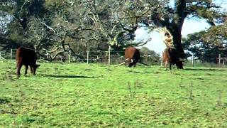 Cattle Grazing In Autumn A Peaceful Morning In Southern England