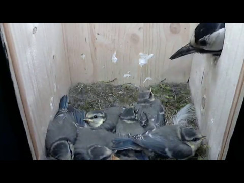 Aufzucht Blaumeise / Bluetit