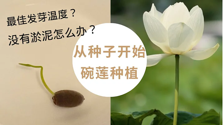 从种子开始种碗莲｜淤泥制作方法｜莲子发芽温度 - 天天要闻