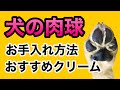 【犬のお手入れ】お家で出来る肉球のお手入れ方法と、おすすめクリームについて