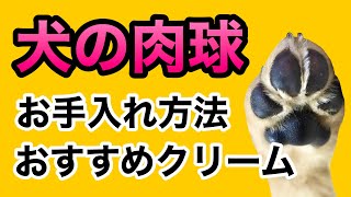 【犬のお手入れ】お家で出来る肉球のお手入れ方法と、おすすめクリームについて