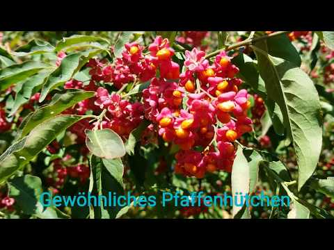 Video: Europäischer Spindelbaum
