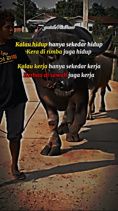 Ya Kerja Ya Ibadah🔥story wa kerbau😎@EmRuudstory #storywa #motivation #animals #quotes #ibadah