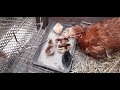 🐔🐣Наседка с цыплятами/первое кормление /🐤 Mother hen with chickens/first feeding