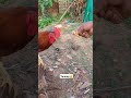 Rooster eating larva. #viralvideo #roosterfarm