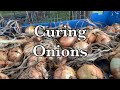 Is it necessary to cure onions lets talk