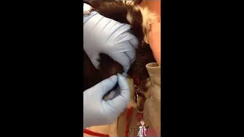 How to aspirate a prescapular lymph node in a dog | VETgirl Veterinary CE Videos