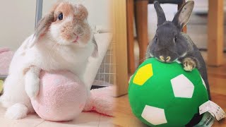 Funny and Cute Baby Bunny Rabbit Videos  Baby Animal Video Compilation (2022)