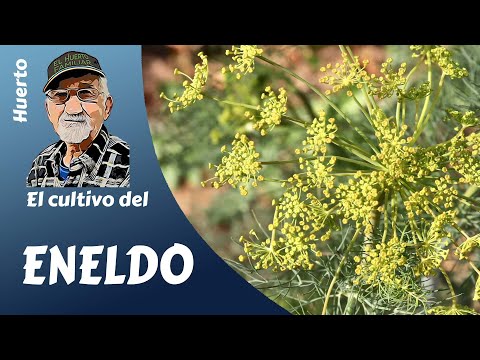 Video: Aprenda a cultivar plantas de eneldo