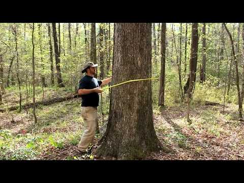 How to determine the age of a tree WITHOUT cutting it down