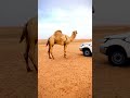 البعير ما وده أمشي البعير ما وده أمشي